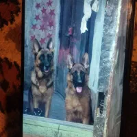 واگذاری توله ژرمن|سگ|لاهیجان, لیالستان|دیوار