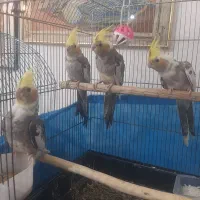 عروس هلندی ۲ ماهه|پرنده|فردیس, فردیس|دیوار