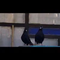 زاغ دم سفید