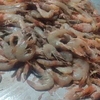 استخدام نیرو خانم  برای پاک کردن میگو در شرکت