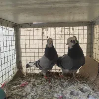 کبوتر شازده سبز عالی|پرنده|تهران, کیانشهر|دیوار