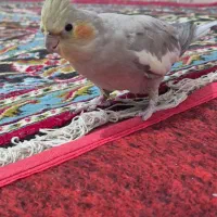 عروس هلندی ماده خاکستری|پرنده|مشهد, نیزه|دیوار