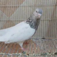 کبوتر نر سینه سیاه،سینه زرد،کله الماسی خوش قیمت|پرنده|اهواز, کوی راه کربلا|دیوار