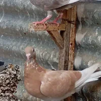 چند عدد کبوتر درجه یک|پرنده|شبانکاره, |دیوار