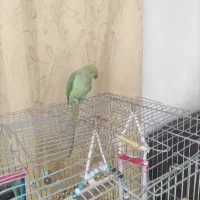 طوطی|پرنده|زارچ, |دیوار