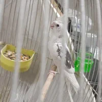 جوجه عروس هلندی آلبینو دوکت