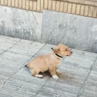 سگ پا کوتاه|سگ|تهران, میدان ولیعصر|دیوار