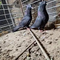 کبوتر|پرنده|جیرفت, |دیوار