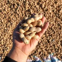 بادام‌زمینی درجه1