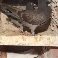 شامی پلاکی|پرنده|خسروشاه, |دیوار