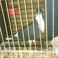 شیرازی مشکی ماده