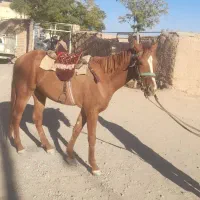 اسب|اسب و تجهیزات اسب‌سواری|رشتخوار, |دیوار