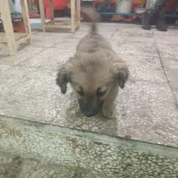 سلام سگ شیتزو|سگ|مشهد, شهید معقول|دیوار