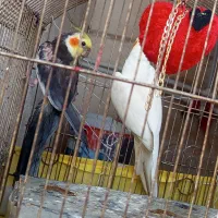 دوعددعروس هلندی هردوتا نرهستن