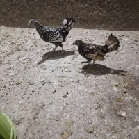 کبوتر و جوجه میناطوری|پرنده|بیرجند, |دیوار