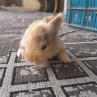 فروش بچه خرگوش لوپ و چرسی