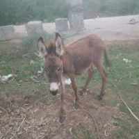 کره الاغ|حیوانات مزرعه|میناب, |دیوار