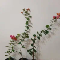 گل کاغذی های خوشرنگ و جوان