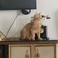 بچه گربه|گربه|کرمانشاه, |دیوار