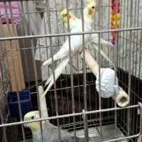 پرنده عروس هلندی و مرغ عشق فنچ