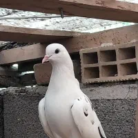 باسلام تعداد کبوتر پرشی|پرنده|رودبنه, |دیوار