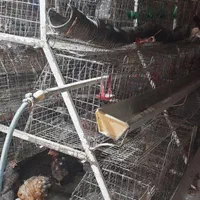 قفس مرغ تخمگذار|لوازم جانبی حیوانات|بروجرد, |دیوار