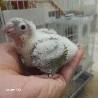 جوجه گرینچیک و جوجه برزیلی|پرنده|بهبهان, |دیوار