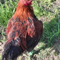 خروس سالم وسرحال