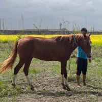 کره اسب نریون ترکمن یکسال ونیم پنج نشان|اسب و تجهیزات اسبسواری|علیآباد کتول, |دیوار