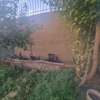 فروش تعدادی بوقلمون نروماده وجوجه ۴ماهه