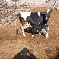 گاو شیری با گوساله نر|حیوانات مزرعه|هریس, |دیوار