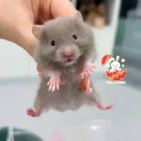 همستر روبروفسکی