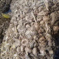 ۲تن پیاز داخل طوری اماده فروش|خوردنی و آشامیدنی|سبزوار, قصبه شرقی|دیوار