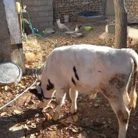 گاو|حیوانات مزرعه|لردگان, |دیوار