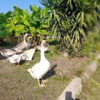 غوقاز وغاز دورگ نر موجوده|حیوانات مزرعه|چالوس, |دیوار