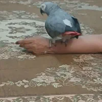 کاسکو سخنگو