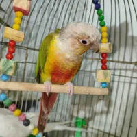 طوطی گرینچیک و عروس هلندی البینو|پرنده|گلزار, |دیوار