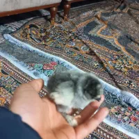 جوجه سلطان|حیوانات مزرعه|پاکدشت, خاتون آباد|دیوار