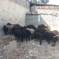 بره ماده ونر