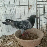 پلاکی یا مسافتی نر عراق 900نشسته