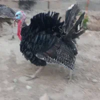 بوقلمون نر