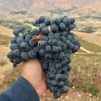 انگور سیاه دیم مریوان