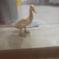 اردک