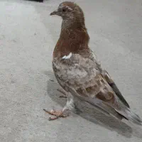 کفتر|پرنده|نظرآباد, مسکن مهر نظرآباد|دیوار