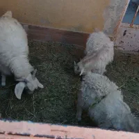 سه عدد گوسفند کره نر در راور