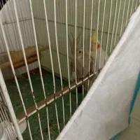 عروس هلندی جفت با لوازم معاوضه ام میکنم|پرنده|مشهد, قائم|دیوار