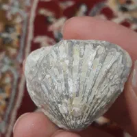 فسیل صدف