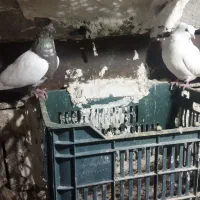 انواع کبوتر فروشی|پرنده|بستان آباد, |دیوار