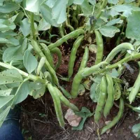 بذر باقله (باقالا) درجه یک یک،تضمینی،زودرس|گل و گیاه طبیعی|خرمآباد, |دیوار