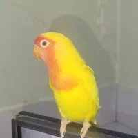 طوطی برزیلی